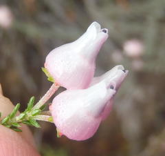 Erica glomiflora glomiflora