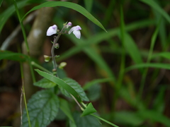 Scutellaria violacea