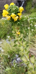 Pedicularis hoffmeisteri