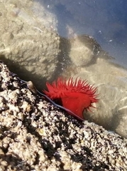 Actinia mediterranea