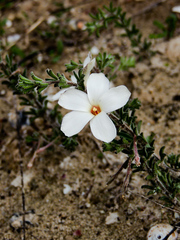 Oxalis hirta