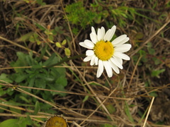 Leucanthemum vulgare