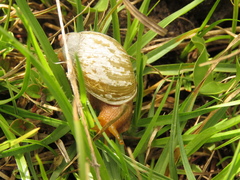 Plekocheilus succineoides