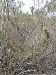 Amphithalea ericifolia erecta