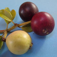 Syzygium