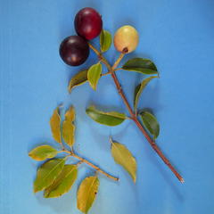 Syzygium