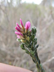 Amphithalea ericifolia erecta
