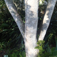 Syzygium