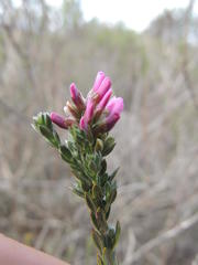 Amphithalea ericifolia erecta