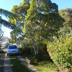 Syzygium