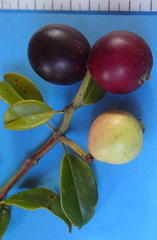 Syzygium