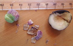 Syzygium