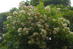 Syzygium