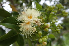 Syzygium