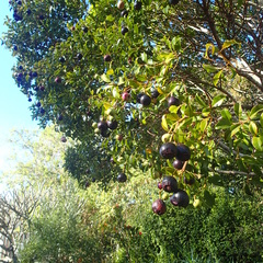 Syzygium