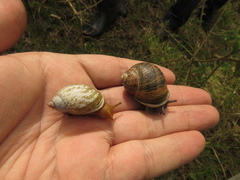 Plekocheilus succineoides