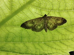 Anania lancealis
