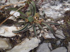 Euphorbia silenifolia