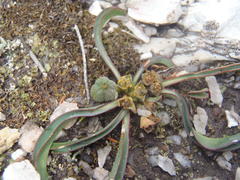 Euphorbia silenifolia