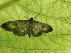 Anania lancealis