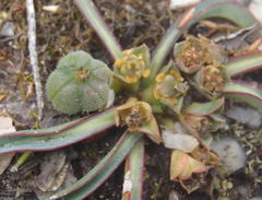 Euphorbia silenifolia
