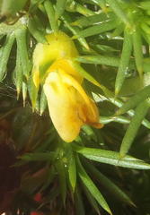 Aspalathus hirta stellaris