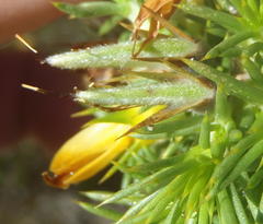 Aspalathus hirta stellaris