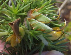 Aspalathus hirta stellaris