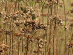 Kalanchoe densiflora