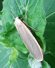 Eilema griseola
