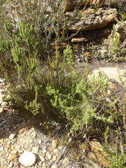 Aspalathus hirta stellaris