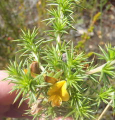 Aspalathus hirta stellaris