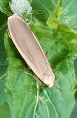 Eilema griseola