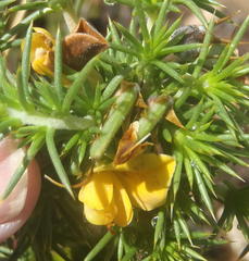 Aspalathus hirta stellaris