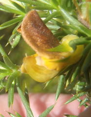 Aspalathus hirta stellaris