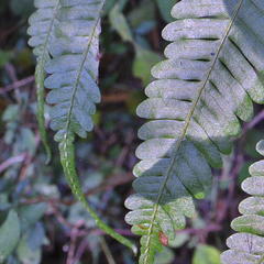 Pteris catoptera catoptera
