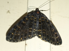 Arichanna flavinigra