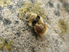 Cephenemyia stimulator