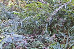 Pteris catoptera catoptera