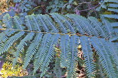 Pteris catoptera catoptera