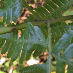 Pteris catoptera catoptera