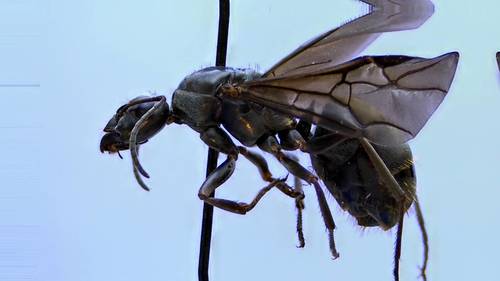 Silky field ant