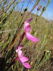 Disa venosa