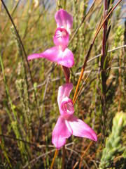 Disa venosa