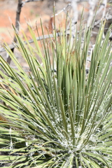 Yucca elata verdiensis