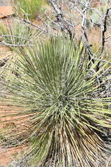 Yucca elata verdiensis
