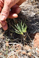 Phemeranthus confertiflorus
