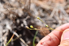 Phemeranthus confertiflorus