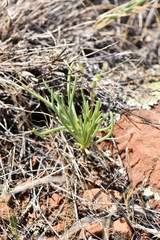 Phemeranthus confertiflorus
