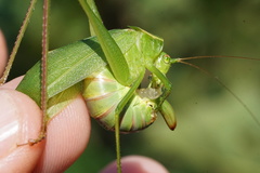Scudderia curvicauda